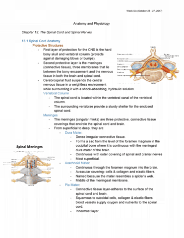 chapter 13 the spinal cord and spinal nerves